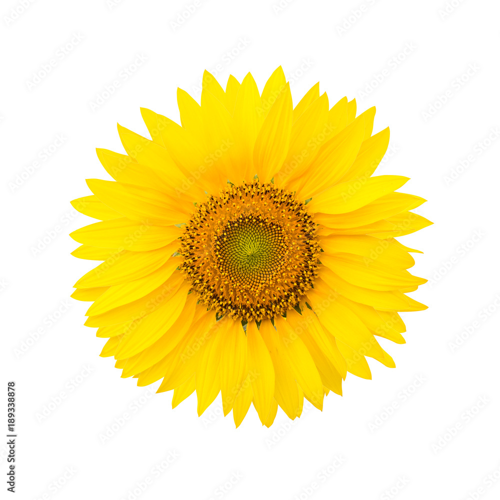 Fototapeta premium Słonecznik na białym tle