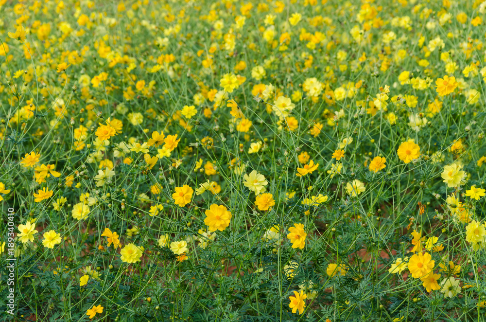 Yellow cosmos field Yellow cosmos field