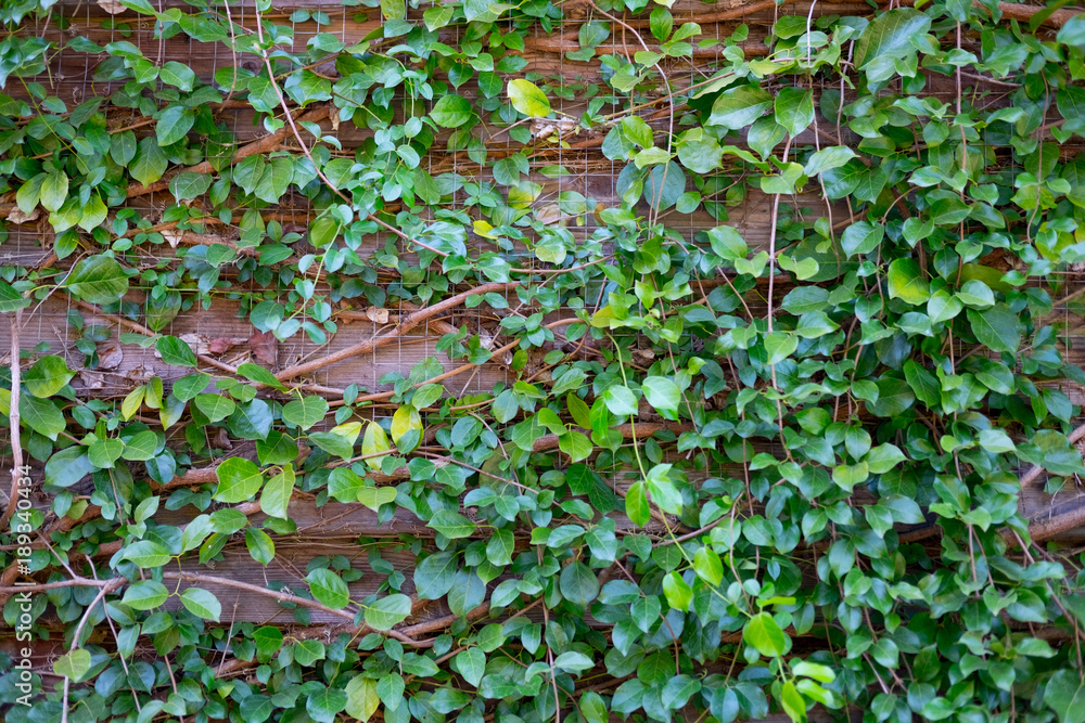 Abstract pattern green wall of ivy or wall plant Abstract pattern green wall of ivy or wall plant