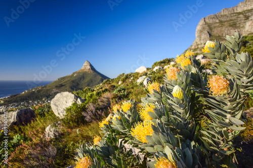 Detail view of yellow Pincushion Leucospermum flowers at Kasteelspoort Hiking Trail in Table Mountain National Park, Cape Town, South Africa. Lion's Head mountain in the background. 
