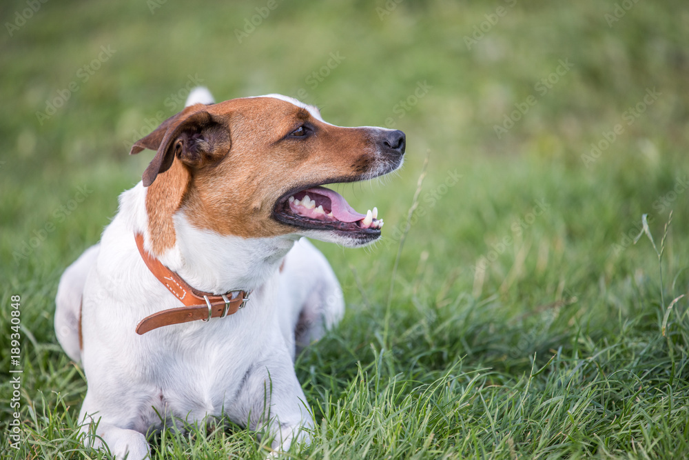 Happy five-year-old Danish Swedish resting on a lawn during summer in Sweden. This breed, which originates from Denmark and southern Sweden is lively and friendly.