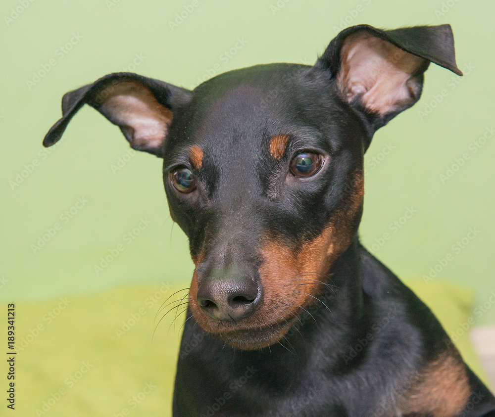 The Miniature Pinscher is a small breed of dog originating from Germany.