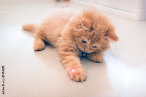 Curious Orange Kitten Plays with a Red Dot from a Laser Pointer