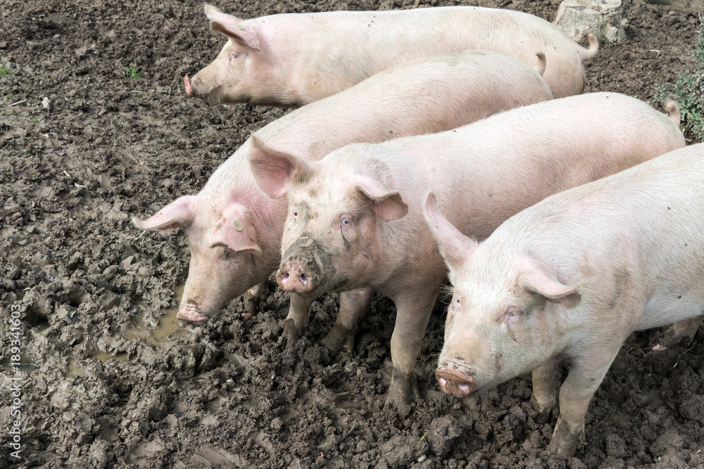 Glückliche Schweine im Matsch, Bioschweinehaltung Glückliche Schweine im Matsch, Bioschweinehaltung