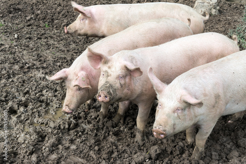 Glückliche Schweine im Matsch, Bioschweinehaltung