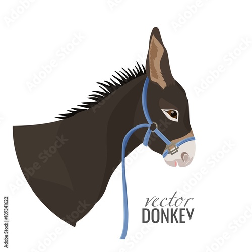 Adorable donkey head with black mane in blue harness