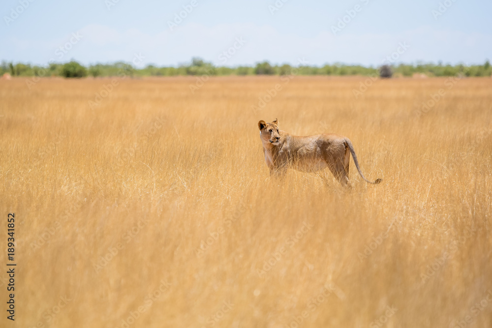 Incredible close up view of a female lion with a tracking collar around the neck walking through dry grass in Etosha National Park in Namibia, Africa. Etosha Park is a popular tourist destination. Incredible close up view of a female lion with a tracking collar around the neck walking through dry grass in Etosha National Park in Namibia, Africa. Etosha Park is a popular tourist destination.
