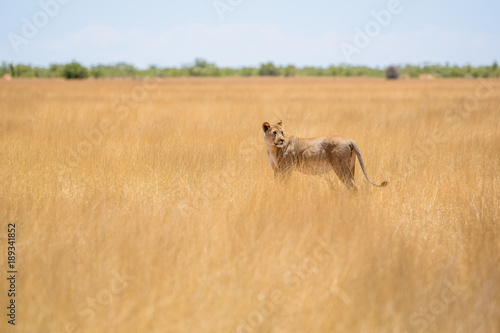 Fototapeta Naklejka Na Ścianę i Meble -  Incredible close up view of a female lion with a tracking collar around the neck walking through dry grass in Etosha National Park in Namibia, Africa. Etosha Park is a popular tourist destination.