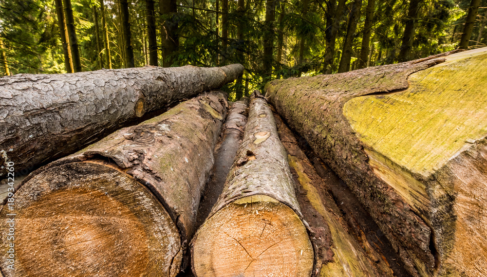 Baumstämme in einem Wald im Sauerland. Baumstämme in einem Wald im Sauerland.