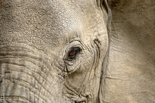 Elephant Eye in Ruaha National Park, Tanzania