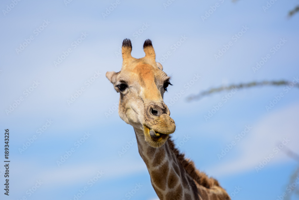 Obraz premium Close up of a Giraffe's head making a happy and funny face. Seen in Etosha National Park in Namibia, Africa. Etosha Park is a famous tourist destination.