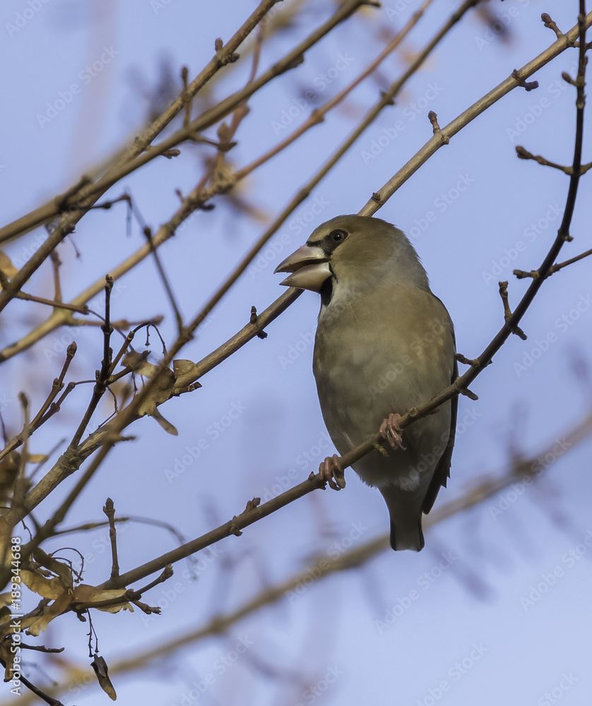Obraz premium Hawfinch in the UK