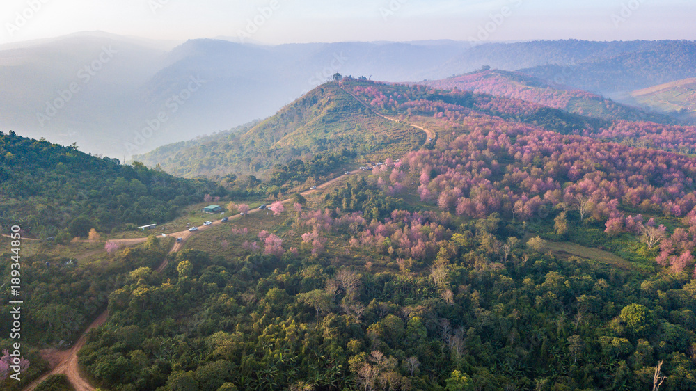 Obraz premium Pink sakura Flower or Wild Himalayan Cherry on mountain