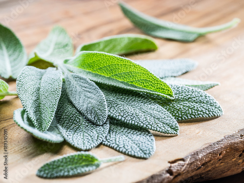 Obraz na plátně Fresh leaves of garden sage on the wooden background.