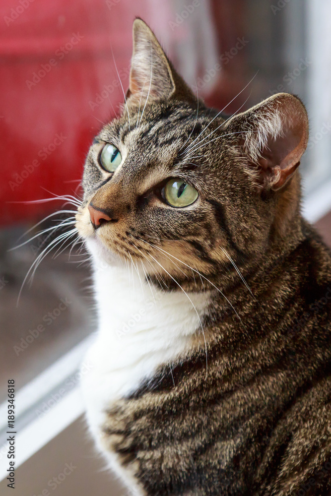 A Tabby Cat A Tabby Cat