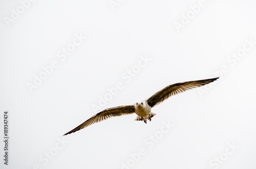 Seagull front view flying on white background