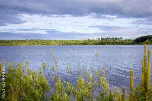 sunset on the forest lake. young pines in the foreground. a small island in the last rays. saturated blue sky reflected in the water surface.