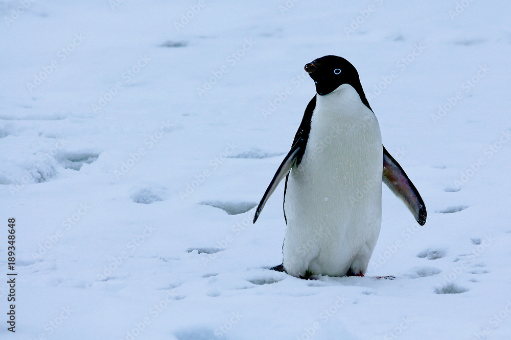 Fototapeta premium Adelie penguin antarctica 2