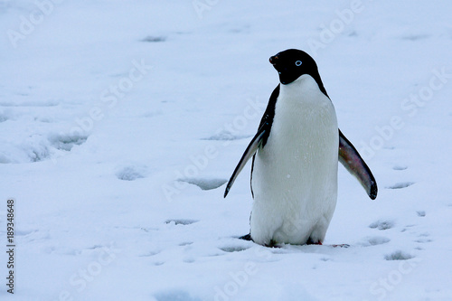 Adelie penguin antarctica 2