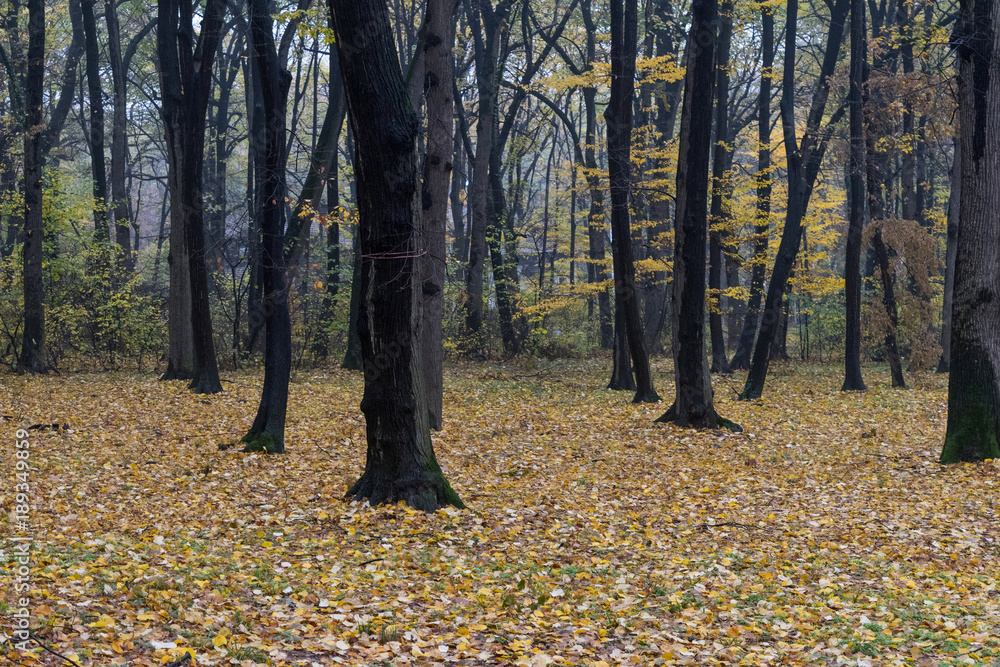 Obraz premium Kosutnjak Park