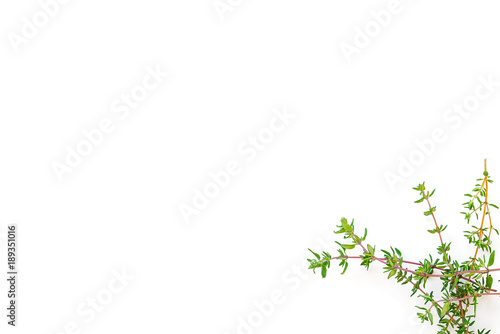 Fresh branches with leaves of organic thyme seen from above isolated on a white background. Horizontal composition. Top view