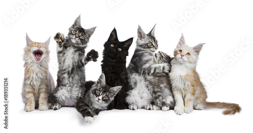 Row of 7 Maine Coon cat / kittens acting funny isolated on a white background