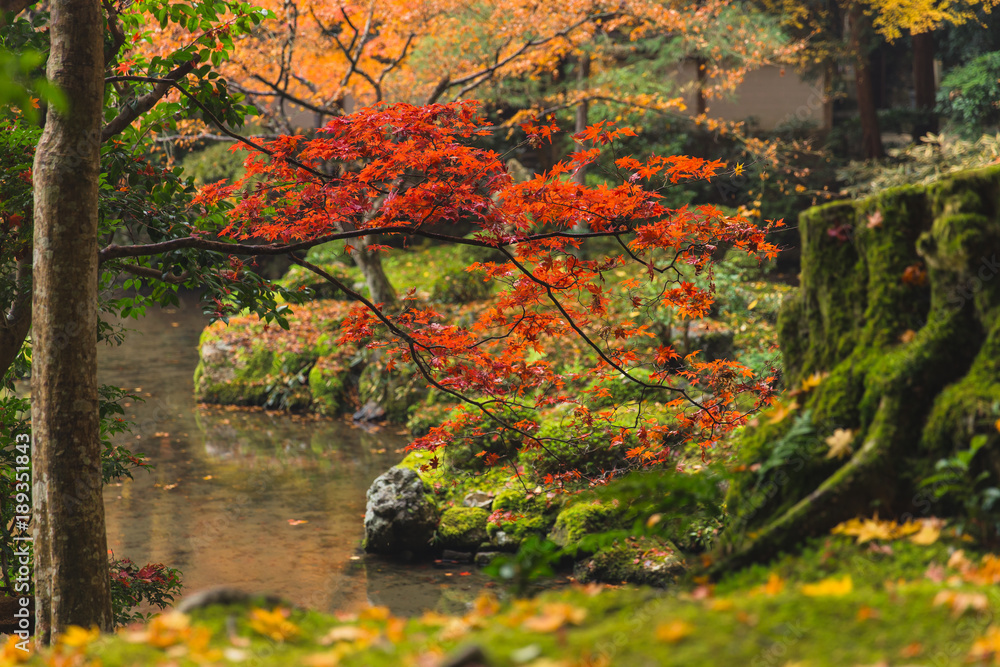 Kyoto Autumn Coloful Season Red Maple Leaf Garden with green moss on tree