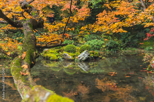 Fototapeta Naklejka Na Ścianę i Meble -  autumn maple tree with pond lake forest garden in kyoto