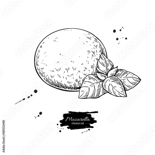 Mozzarella cheese vector drawing. Hand drawn round piece with ba