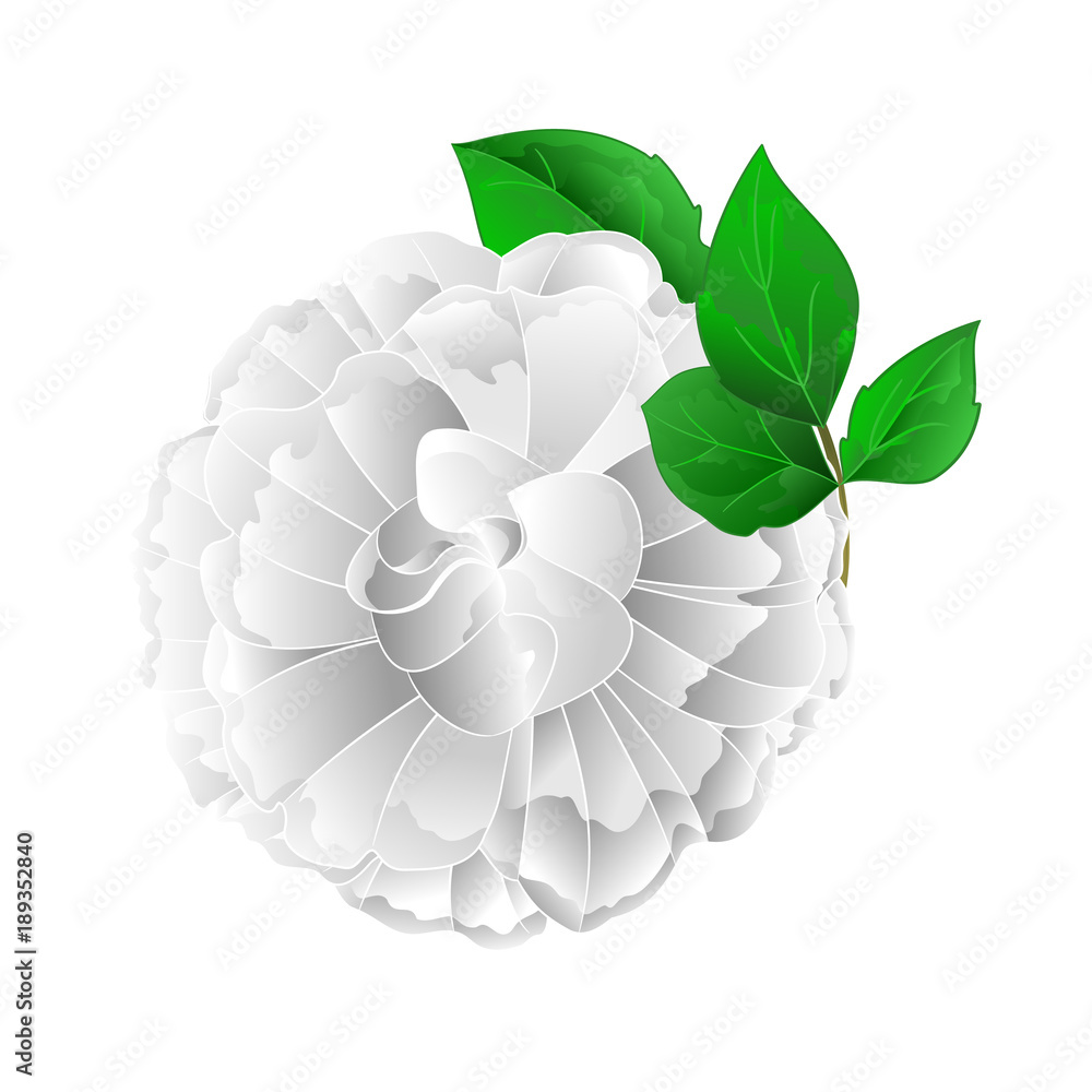 Rose white flower and leaves on a white background vintage vector illustration editable hand draw Rose white flower and leaves on a white background vintage vector illustration editable hand draw