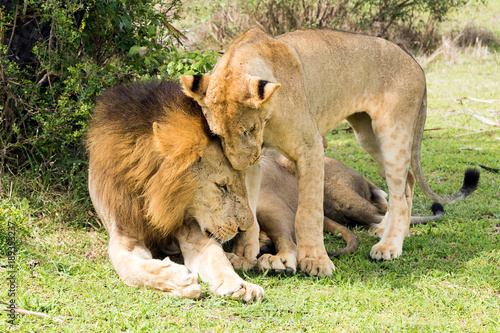 Fototapeta Naklejka Na Ścianę i Meble -  Lions greet each other sweetly