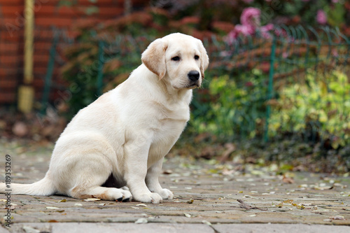 the cute little labrador puppy in the park in autumn