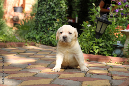 the little labrador puppy in the park