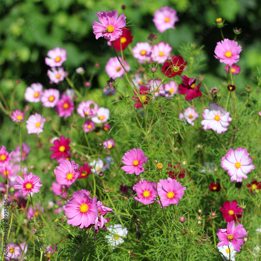 A varied mix of pink flowers A varied mix of pink flowers