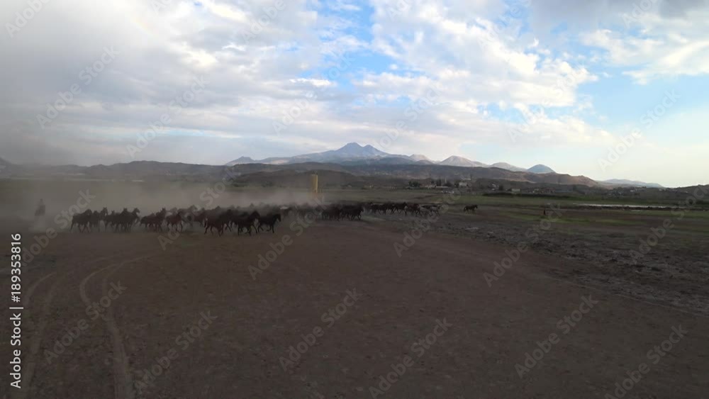 Turkey, August 2017: Wild horses running in field Turkey, August 2017: Wild horses running in field