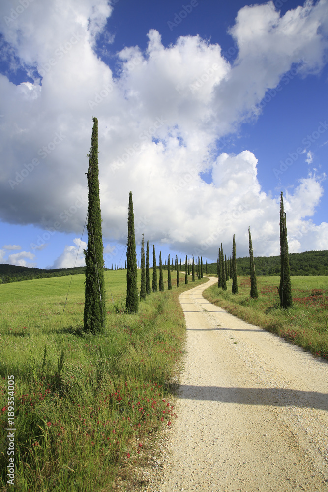Säulen- Zypressen, Jungpflanzen mit Weg, Toskana, Italien, Europa
