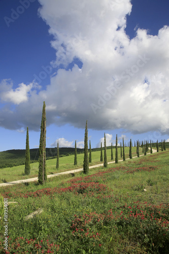 Säulen-Zypressen mit Frühlingswiesen und Weg, Toskana, Italien, Europa