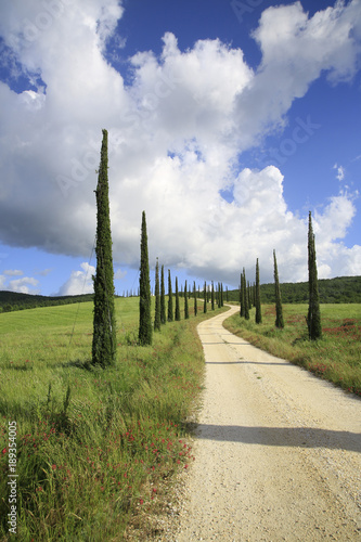 Säulen- Zypressen, Jungpflanzen mit Weg, Toskana, Italien, Europa