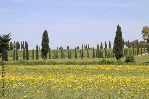Frühlingswiese und Säulenzypressen in der Toskana, Italien, Europa