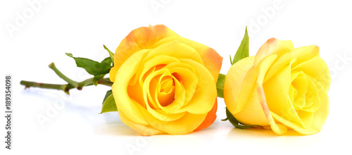yellow roses isolated on white background