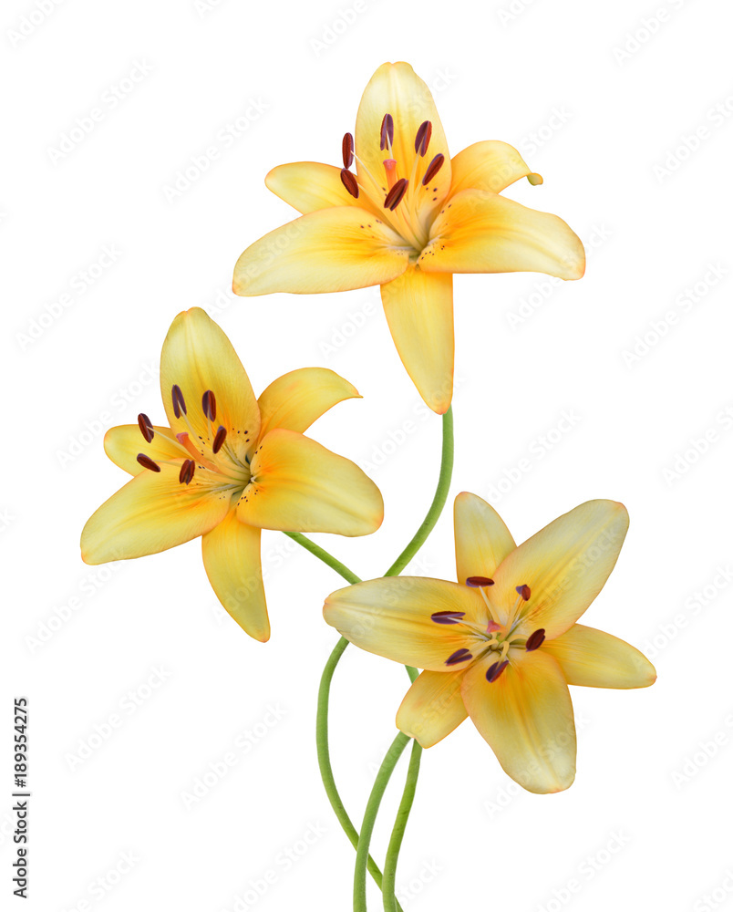 Fototapeta premium Yellow lily on white background