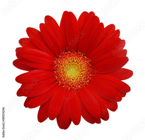 Fotografie Red daisy on white background