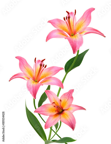 Fototapeta Naklejka Na Ścianę i Meble -  Two pink lily flowers. Isolated on white background