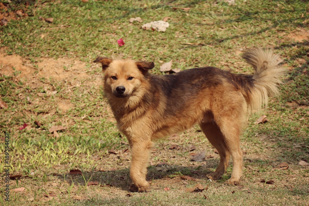 Naklejka premium Brown dog disabled legs