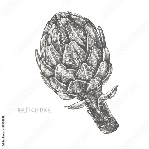 Artichoke. Hand drawn vector illustration. Can be used for shop, menu, cafe, restaurant, poster, banner.