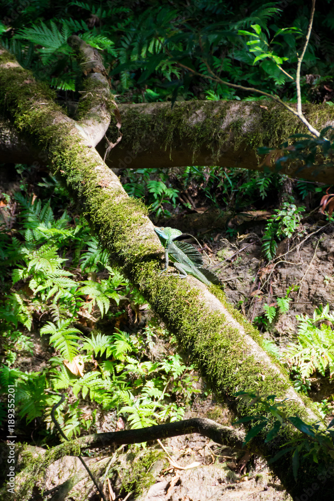 Basilisk on a mossy log on the riverside