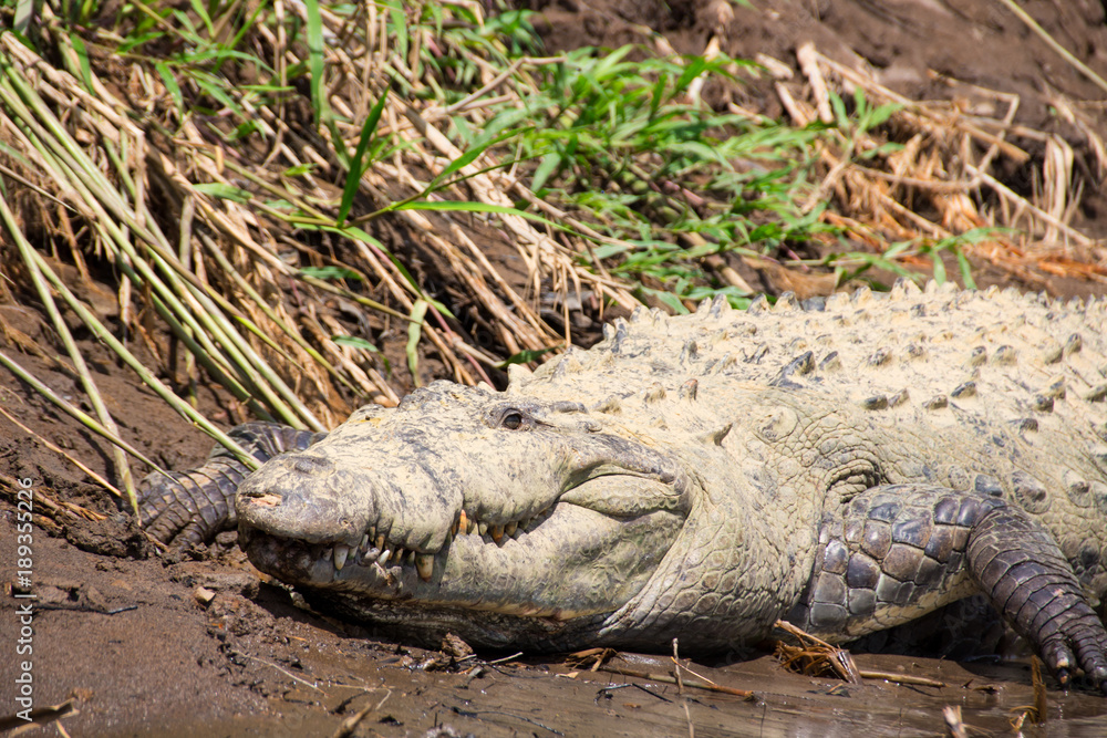 Fototapeta premium Crocodile resting in the sun next to a river in the Costa Rican Jungle