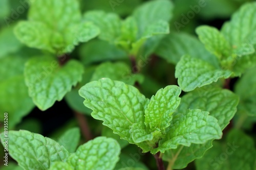 Peppermint plant in garden