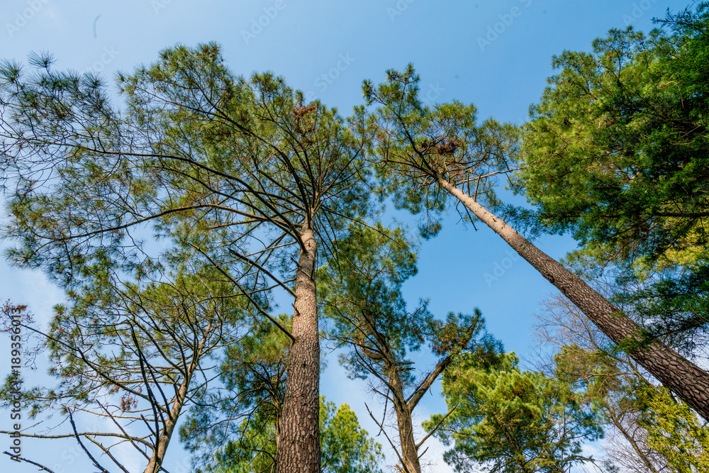 Obraz premium beautiful green forest. Forest Trees