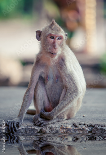 Portrait of  brown macaque monkey sitting on  road